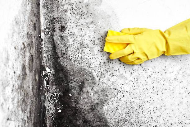 Best Office Mold Removal Services  in Caway, AR
