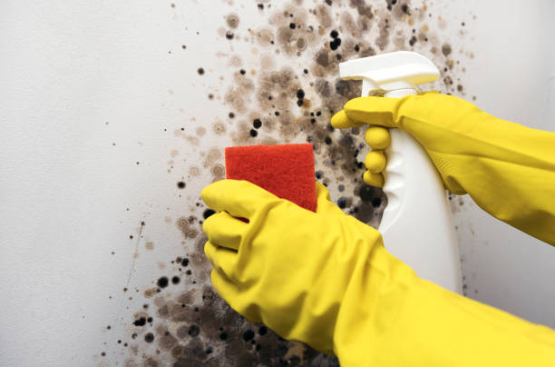 Best Commercial Mold Removal  in Caway, AR