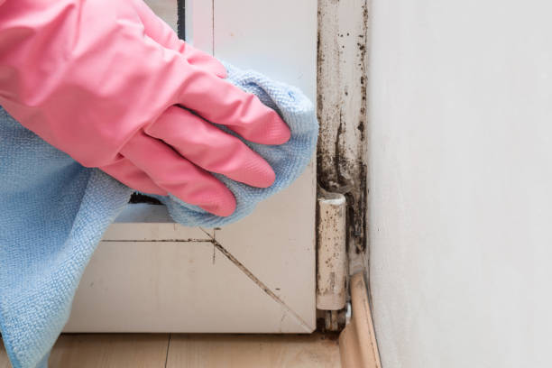 Best Black Mold Removal  in Caway, AR